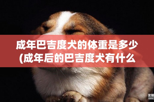 成年巴吉度犬的體重是多少(成年后的巴吉度犬有什么特征) 