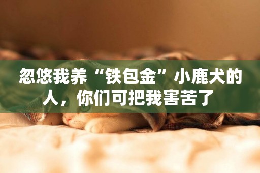 忽悠我養“鐵包金”小鹿犬的人，你們可把我害苦了 