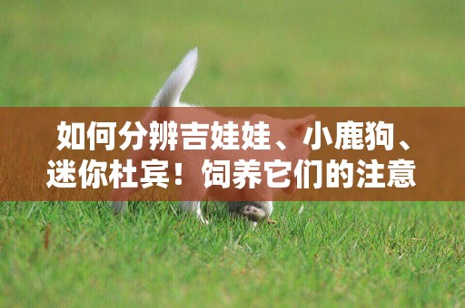 如何分辨吉娃娃、小鹿狗、迷你杜賓！飼養它們的注意事項有哪些？ 