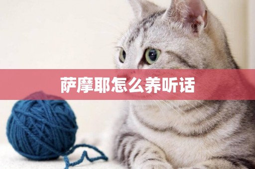 薩摩耶怎么養聽話