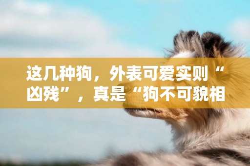 這幾種狗，外表可愛實則“兇殘”，真是“狗不可貌相” 