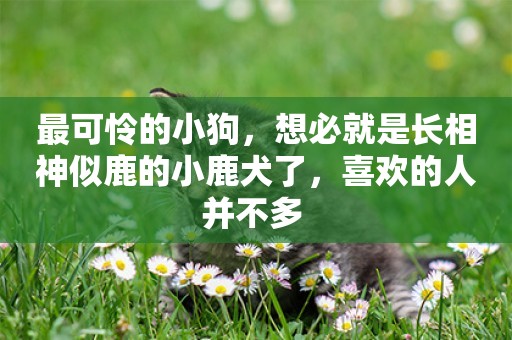 最可憐的小狗，想必就是長相神似鹿的小鹿犬了，喜歡的人并不多 