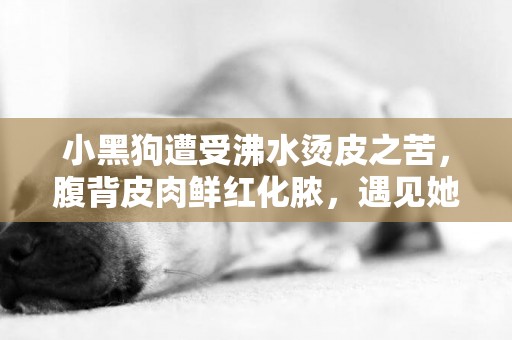 小黑狗遭受沸水燙皮之苦，腹背皮肉鮮紅化膿，遇見她后終獲幸福 