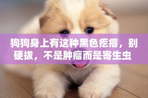狗狗身上有這種黑色疙瘩，別硬拔，不是腫瘤而是寄生蟲 