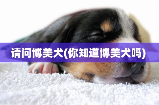 請問博美犬(你知道博美犬嗎) 