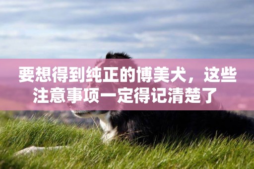 要想得到純正的博美犬，這些注意事項一定得記清楚了 