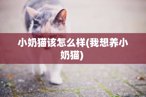 小奶貓該怎么樣(我想養小奶貓) 