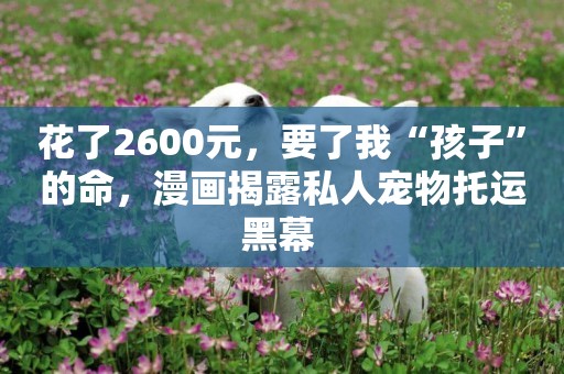 花了2600元，要了我“孩子”的命，漫畫揭露私人寵物托運黑幕 