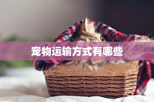 寵物運輸方式有哪些