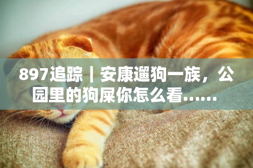 897追蹤｜安康遛狗一族，公園里的狗屎你怎么看…… 