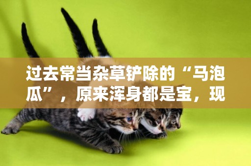過去常當雜草鏟除的“馬泡瓜”，原來渾身都是寶，現在了解也不晚 
