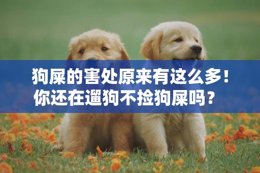 狗屎的害處原來有這么多！你還在遛狗不撿狗屎嗎？ 