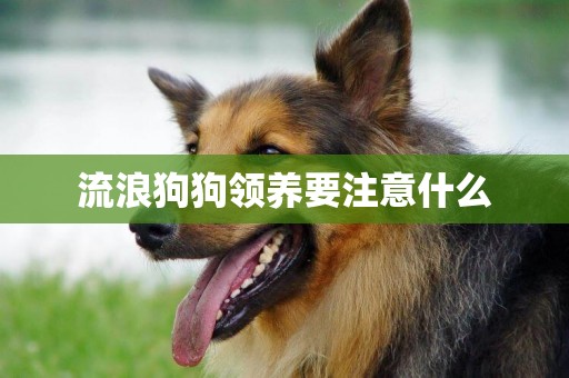 流浪狗狗領養要注意什么