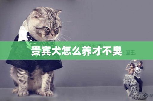 貴賓犬怎么養才不臭