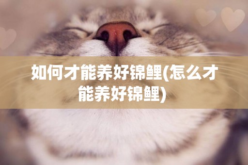 如何才能養好錦鯉(怎么才能養好錦鯉) 