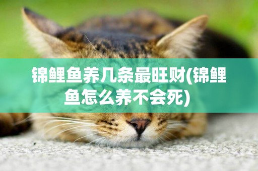 錦鯉魚養幾條最旺財(錦鯉魚怎么養不會死) 