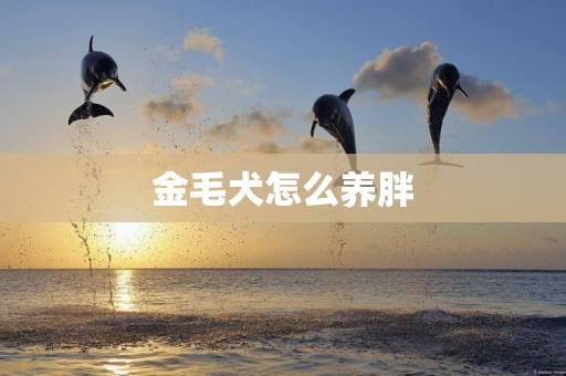 金毛犬怎么養胖