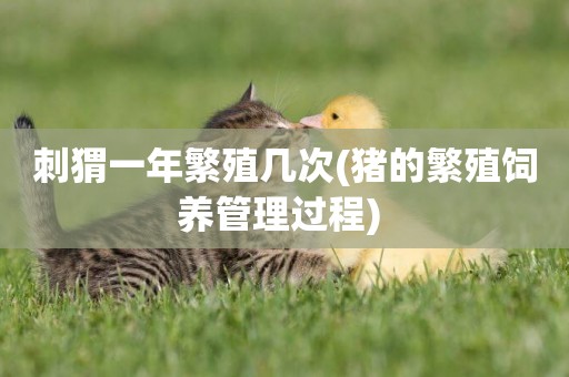 刺猬一年繁殖幾次(豬的繁殖飼養管理過程) 