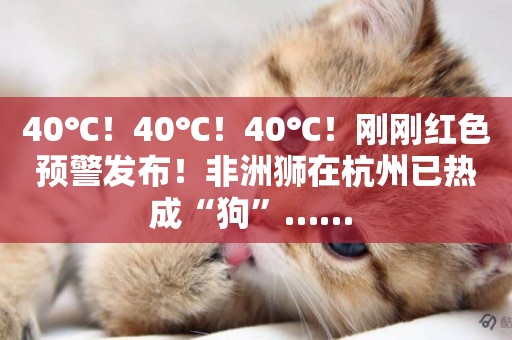 40℃！40℃！40℃！剛剛紅色預警發布！非洲獅在杭州已熱成“狗”…… 