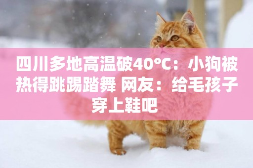 四川多地高溫破40℃：小狗被熱得跳踢踏舞 網友：給毛孩子穿上鞋吧 