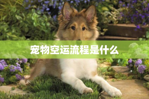寵物空運流程是什么