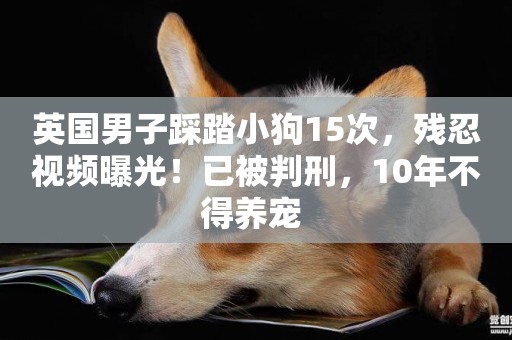英國男子踩踏小狗15次，殘忍視頻曝光！已被判刑，10年不得養寵 