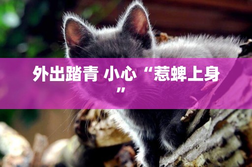 外出踏青 小心“惹蜱上身” 
