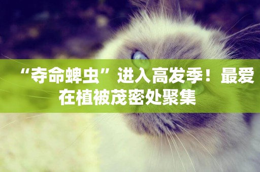 “奪命蜱蟲”進入高發季！最愛在植被茂密處聚集 