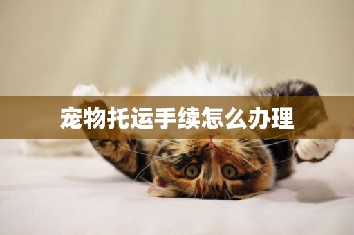 寵物托運手續怎么辦理