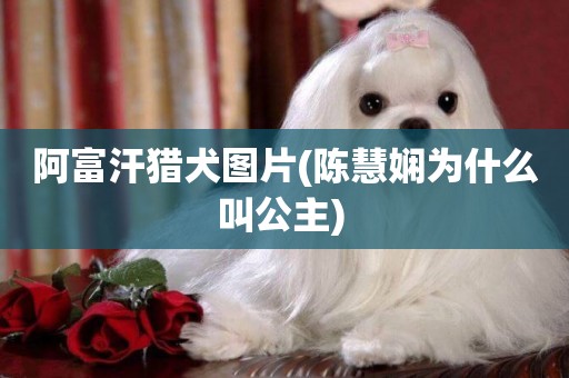 阿富汗獵犬圖片(陳慧嫻為什么叫公主) 