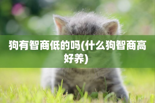 狗有智商低的嗎(什么狗智商高好養) 