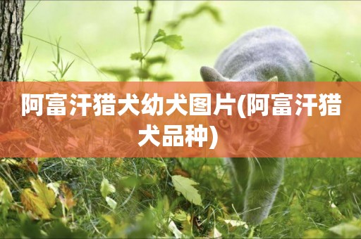 阿富汗獵犬幼犬圖片(阿富汗獵犬品種) 