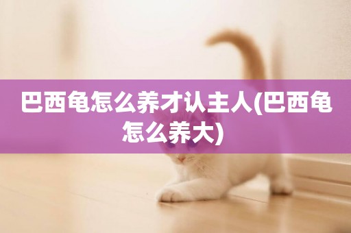巴西龜怎么養才認主人(巴西龜怎么養大) 