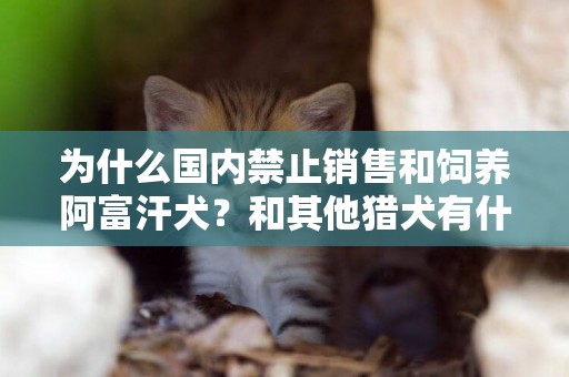 為什么國內禁止銷售和飼養阿富汗犬？和其他獵犬有什么不一樣呢？ 