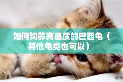 如何飼養高品質的巴西龜（其他龜類也可以） 