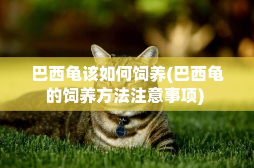 巴西龜該如何飼養(巴西龜的飼養方法注意事項) 