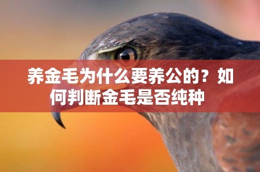 養金毛為什么要養公的？如何判斷金毛是否純種 