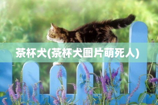 茶杯犬(茶杯犬圖片萌死人) 