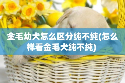 金毛幼犬怎么區分純不純(怎么樣看金毛犬純不純) 