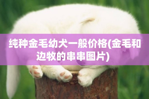 純種金毛幼犬一般價格(金毛和邊牧的串串圖片) 