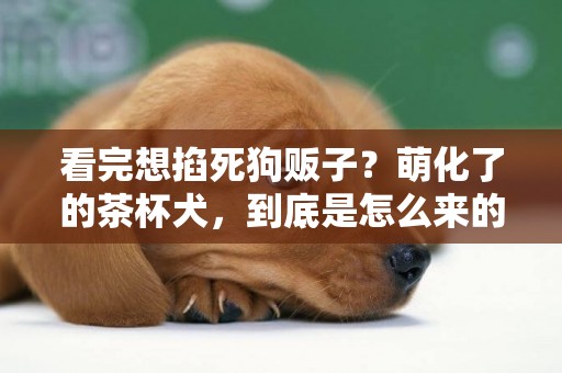 看完想掐死狗販子？萌化了的茶杯犬，到底是怎么來的？ 