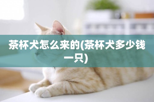 茶杯犬怎么來的(茶杯犬多少錢一只) 