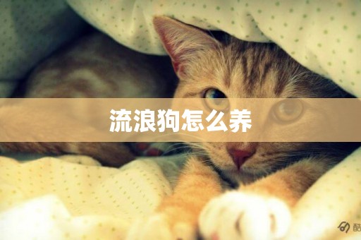 流浪狗怎么養