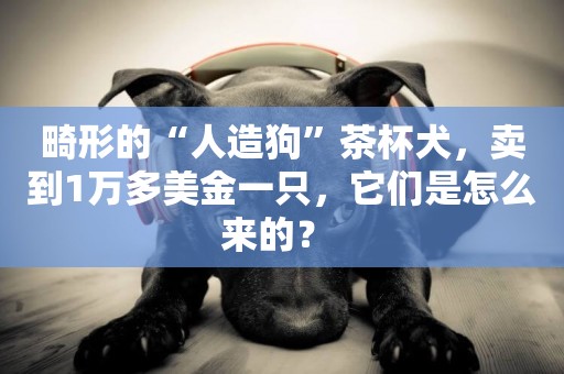 畸形的“人造狗”茶杯犬，賣到1萬多美金一只，它們是怎么來的？ 