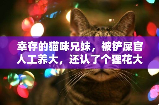 幸存的貓咪兄妹，被鏟屎官人工養大，還認了個貍花大哥指導喵生 