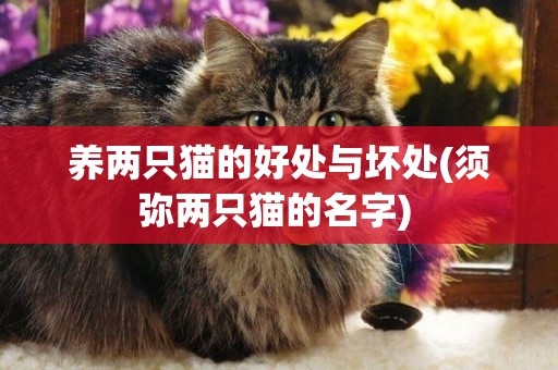 養兩只貓的好處與壞處(須彌兩只貓的名字) 