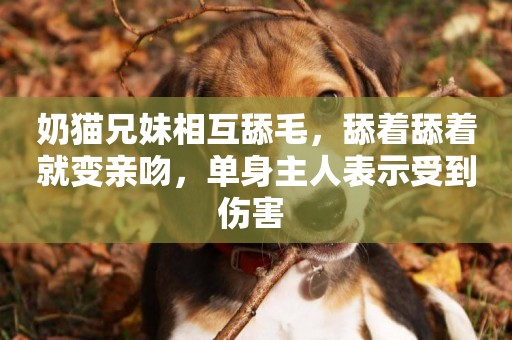 奶貓兄妹相互舔毛，舔著舔著就變親吻，單身主人表示受到傷害 