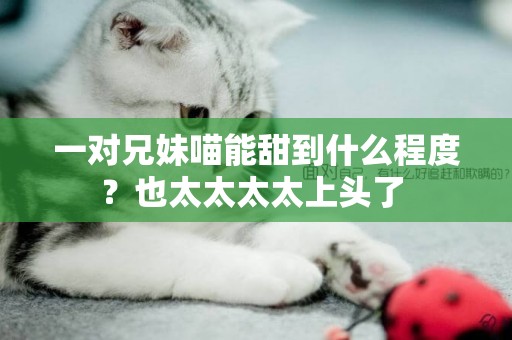 一對兄妹喵能甜到什么程度？也太太太太上頭了 