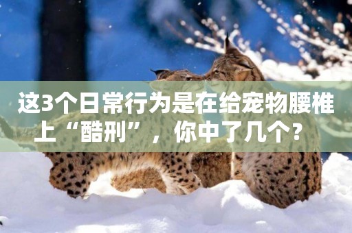 這3個日常行為是在給寵物腰椎上“酷刑”，你中了幾個？ 