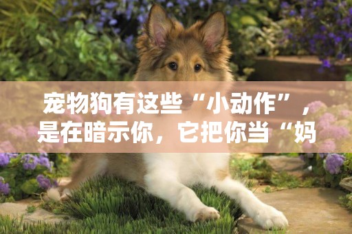 寵物狗有這些“小動作”，是在暗示你，它把你當“媽”了 